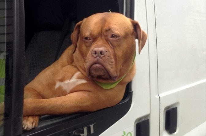 Driver’s workmate is a massive dog – who leans out the window like a human