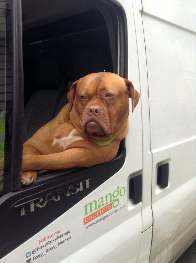 Van dog outlet