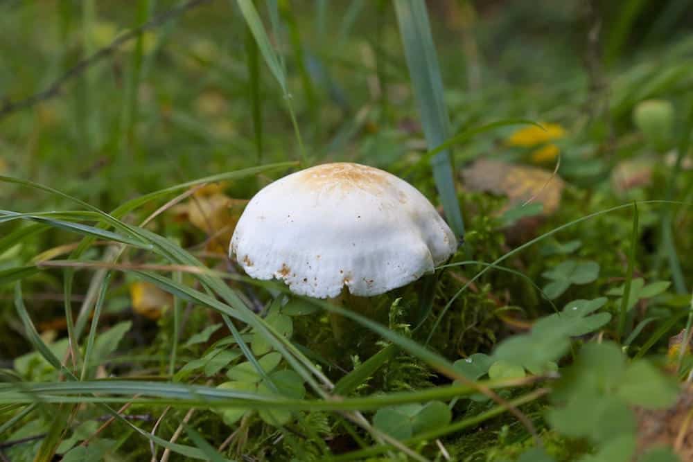 The humble mushroom could hold the key to finding a cure for cancer