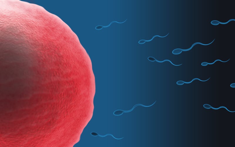 The reason it takes 200 million sperm to fertilise a single egg has been discovered and might lead to better fertility treatment