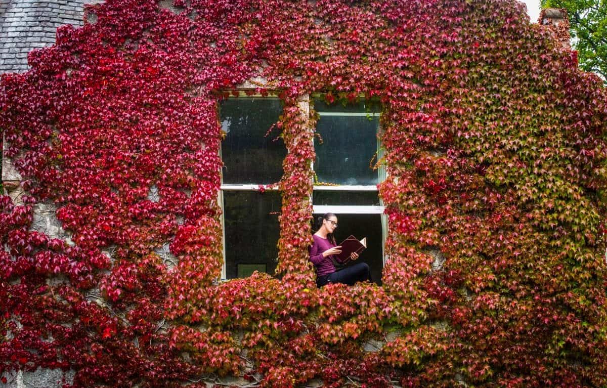 Pics show virginia creeper which has turned red “unusually early”