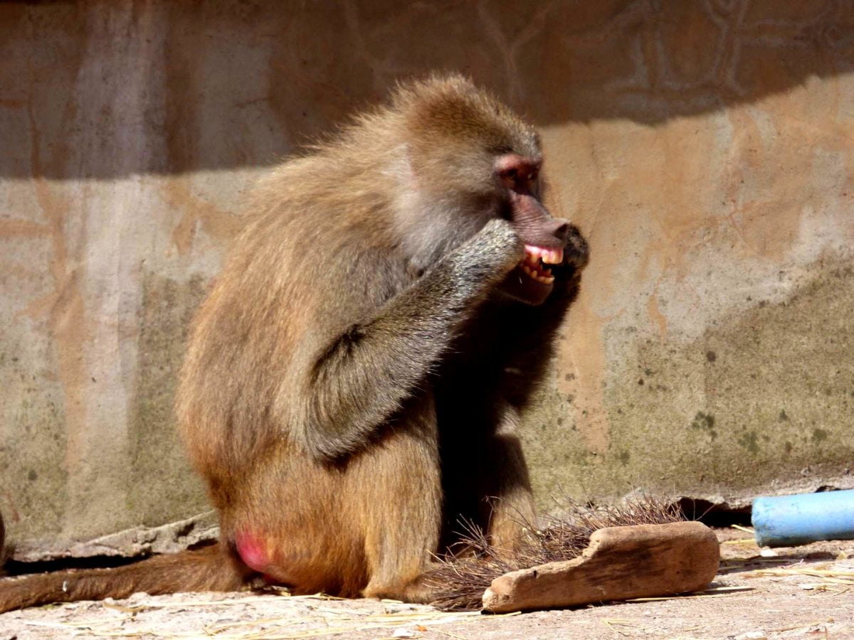Baboons use essential hygiene technique lots of humans forget to do