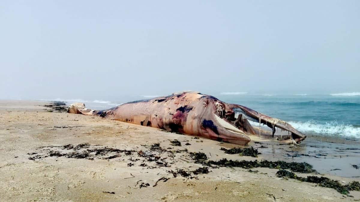 Is military tech behind dozens of mysterious whale deaths?