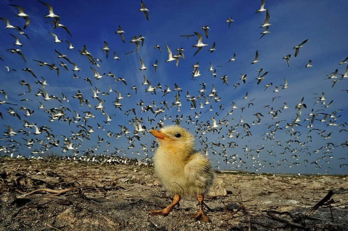 In pics – International bird photography competition