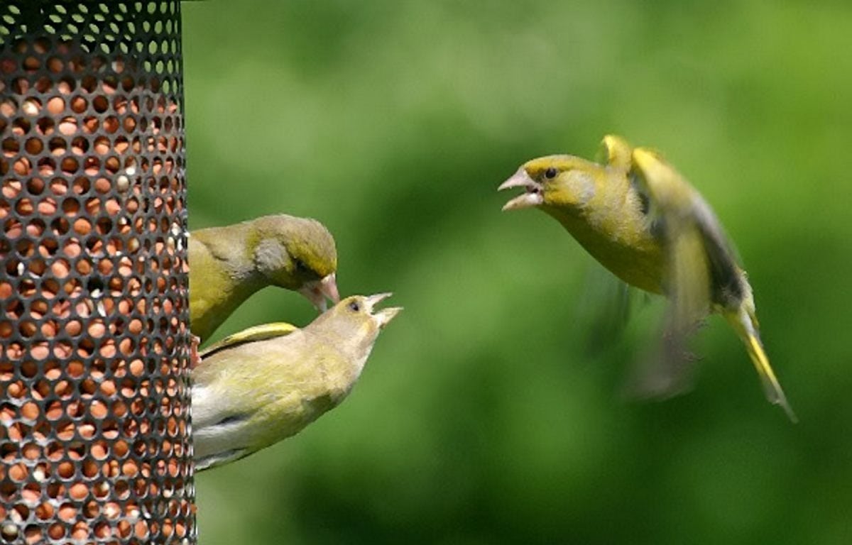 The biggest birds in your garden are high up the pecking order