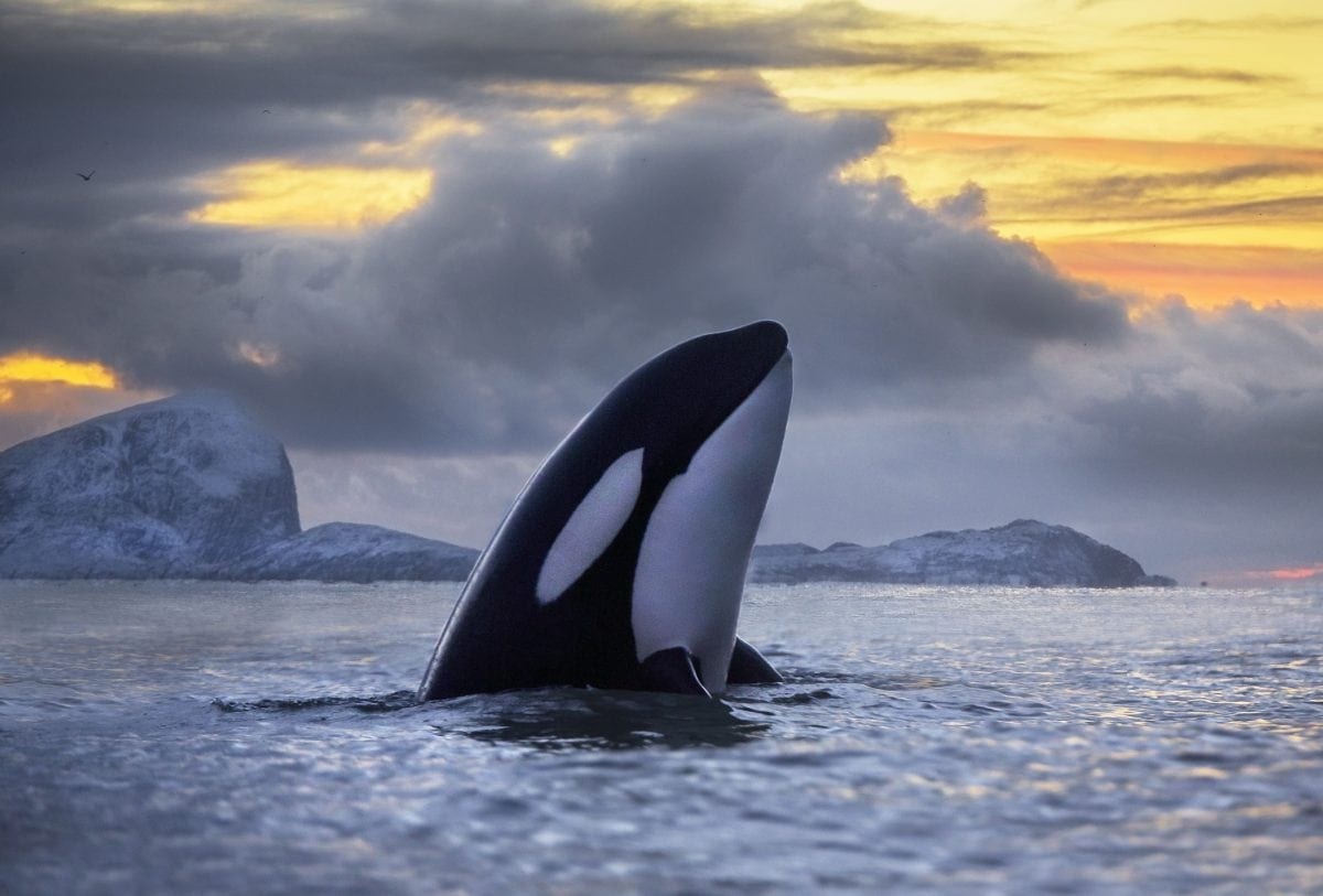 Half the world’s killer whales ‘could be wiped out by chemical first banned 40 years ago’