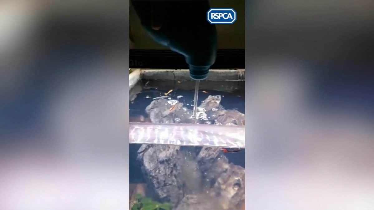 Shocking images: jilted ex filmed herself pouring bleach into fish tank