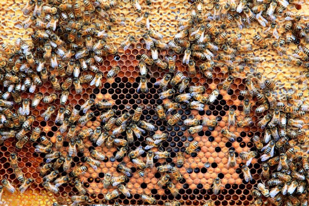Bee venom could cure an annoying human health condition