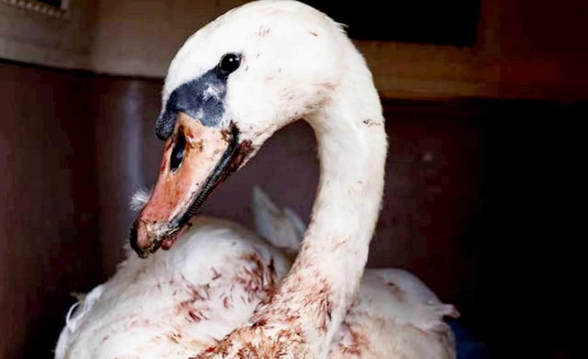 Heartbreaking pictures of swan badly injured after it mistook A47 for a river