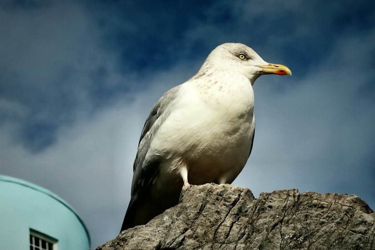 Teenager sentenced for killing a seagull with an airgun