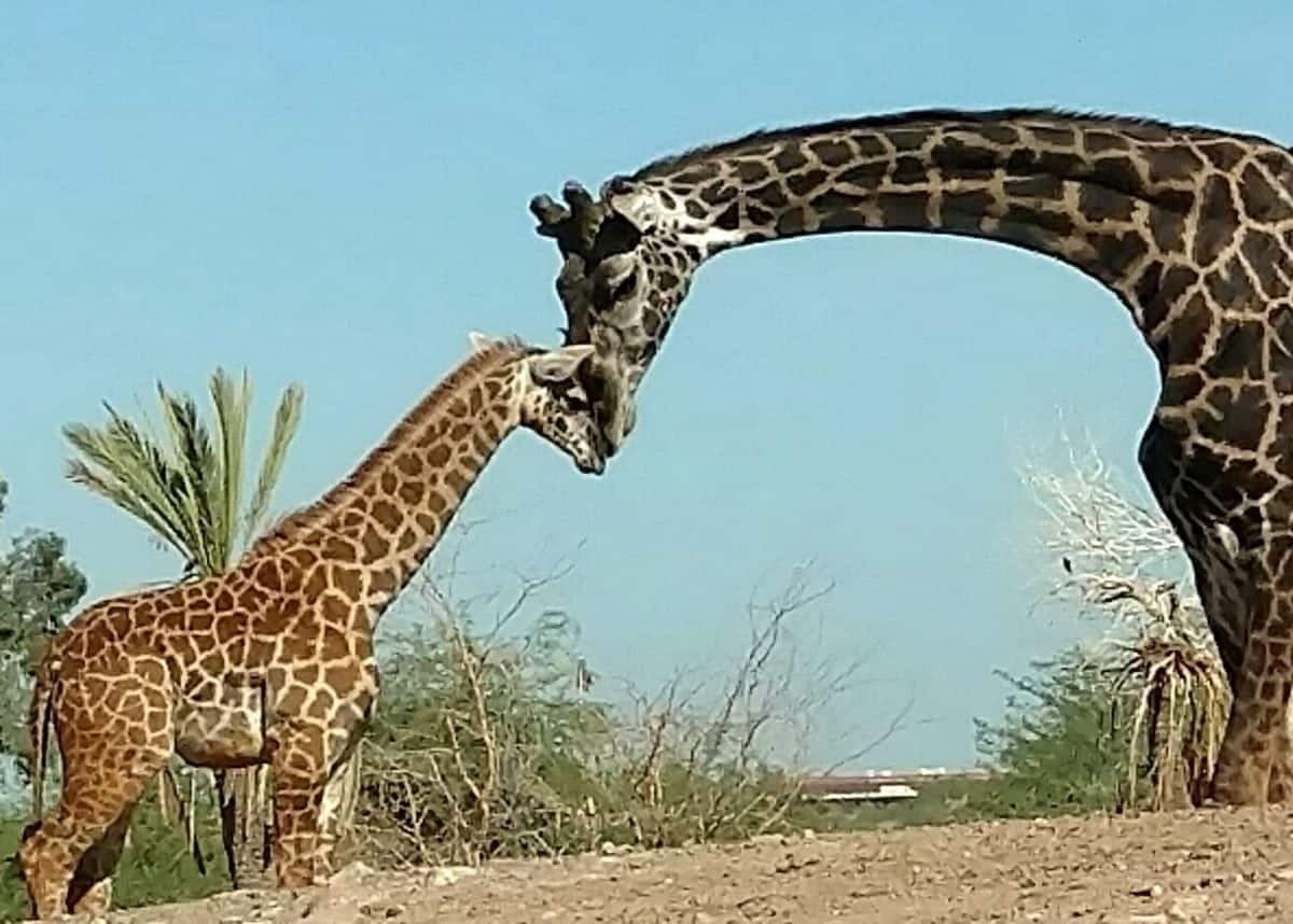 Adorable baby giraffe met her dad for the first time