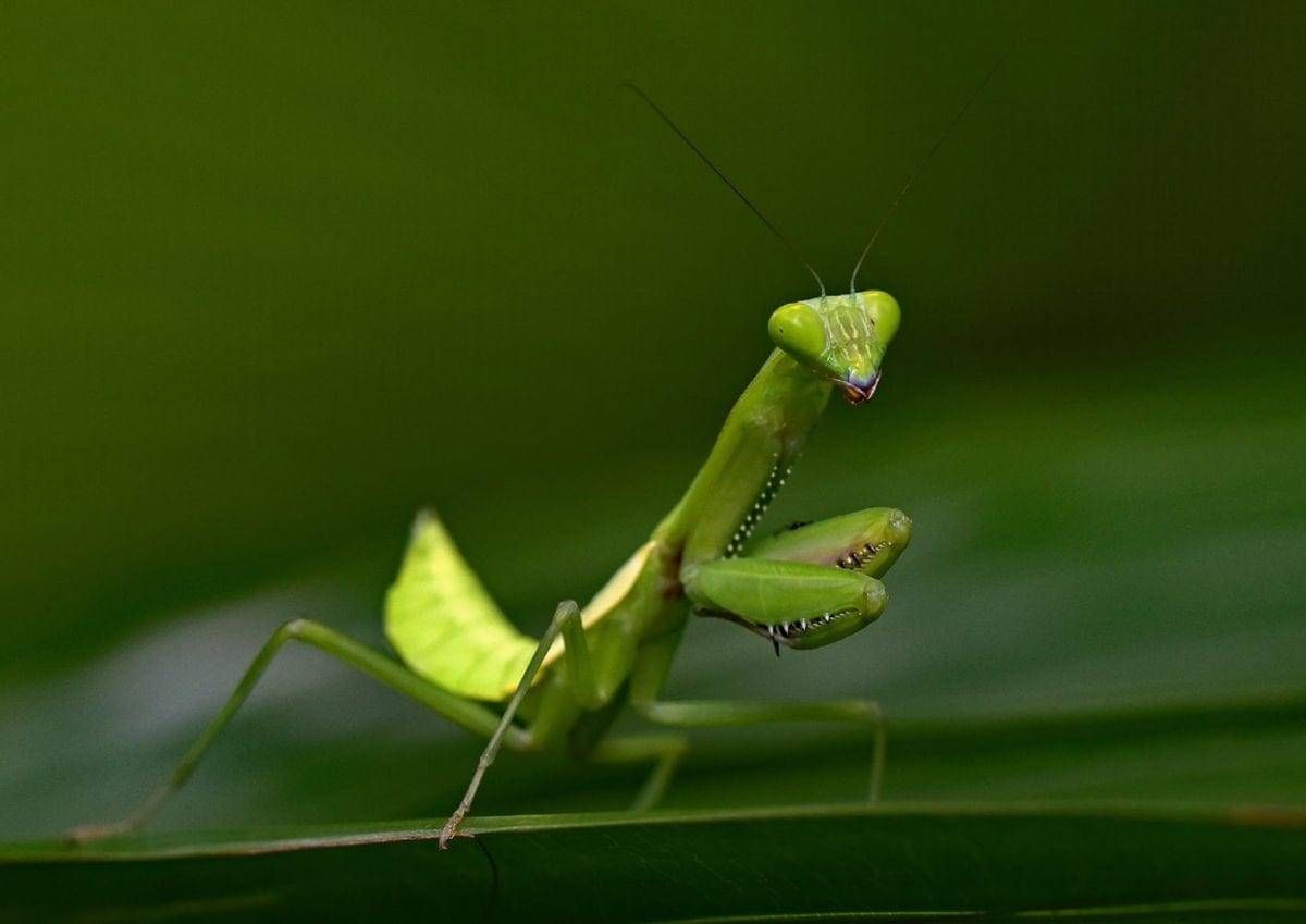 Praying mantis that eats wild fish has been discovered for first time