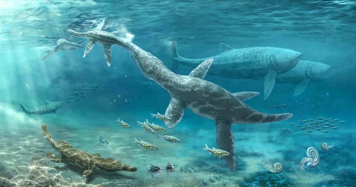 Deep sea predators thrived as sea levels rose during the Jurassic Period those that survived in shallows became extinct