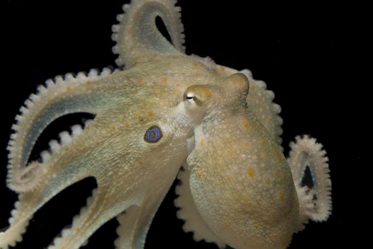 The notoriously antisocial octopus has been made to mingle…after being given ecstasy