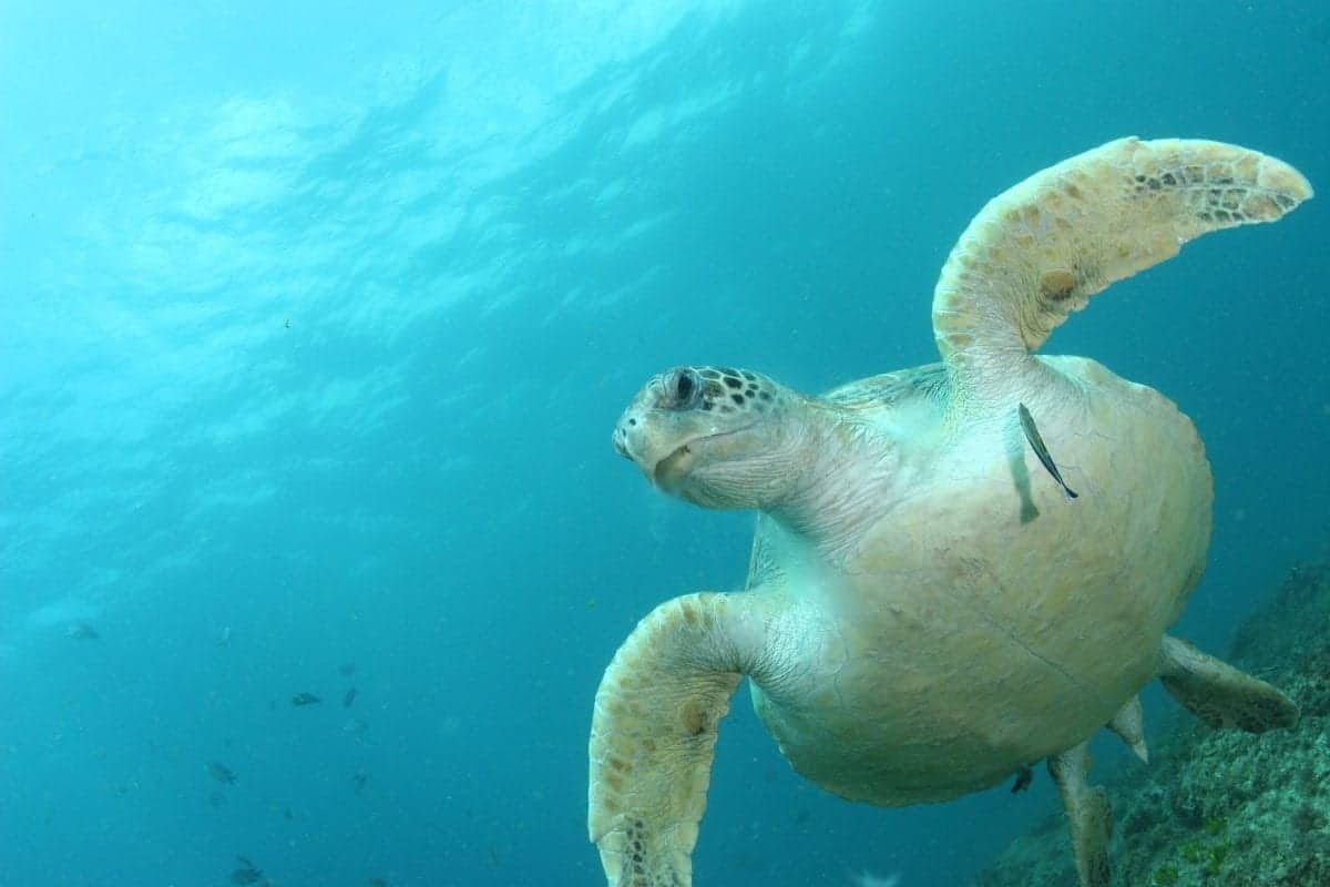 Microplastics found in all sea turtle species