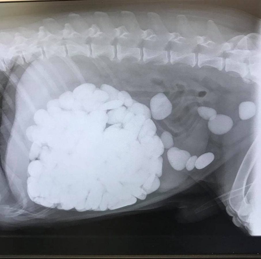 You will never guess how many pebbles this dog swallowed during a coastal walk