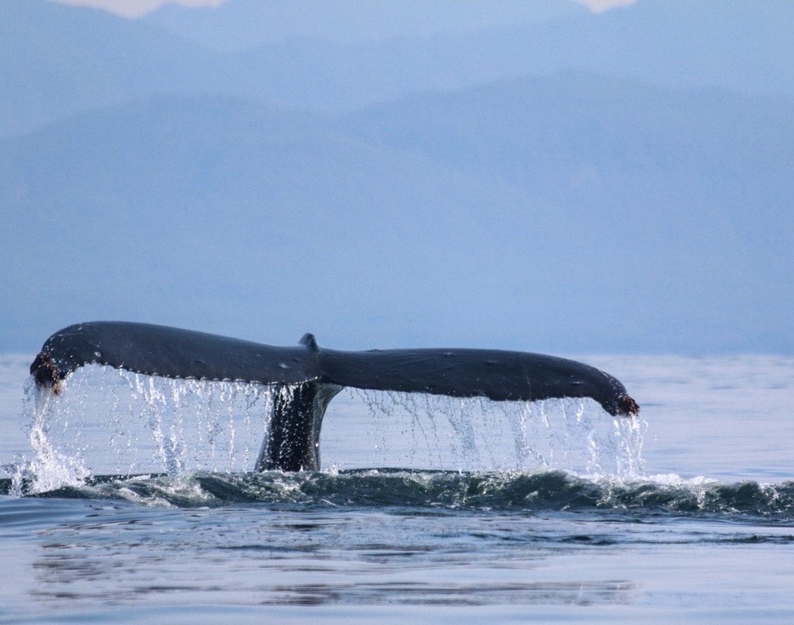 Calls of humpback whales remain same for decades…while their songs change year to year