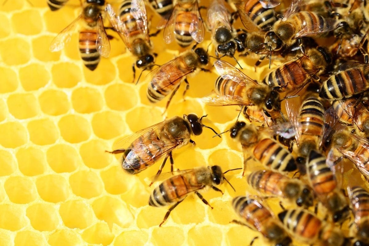 Why keeping honeybees might not be always be a good idea