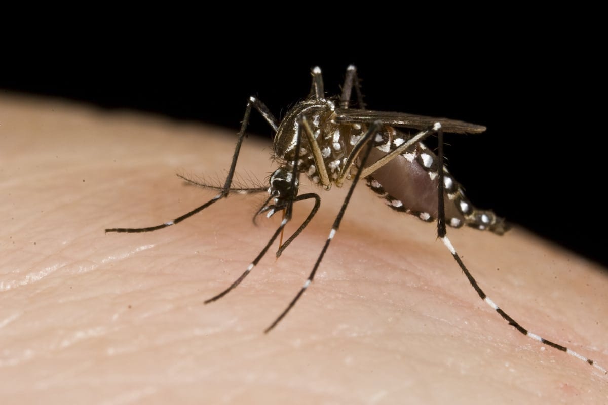Malaria could be wiped out by making disease mosquitoes infertile