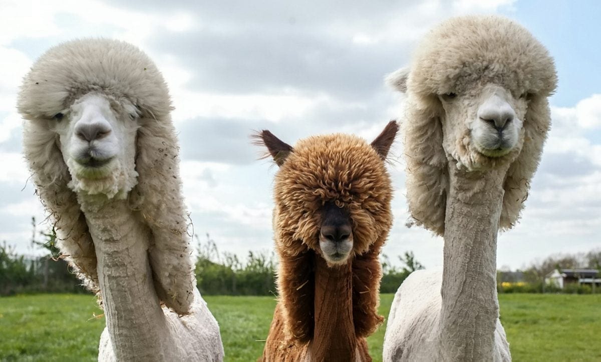 Scientists reckon they’ve developed a new way to treat cancer – using ALPACAS