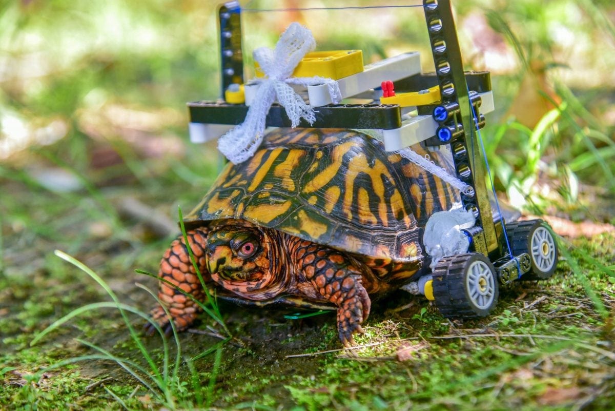 Turtle left with cracked shell given a LEGO wheelchair