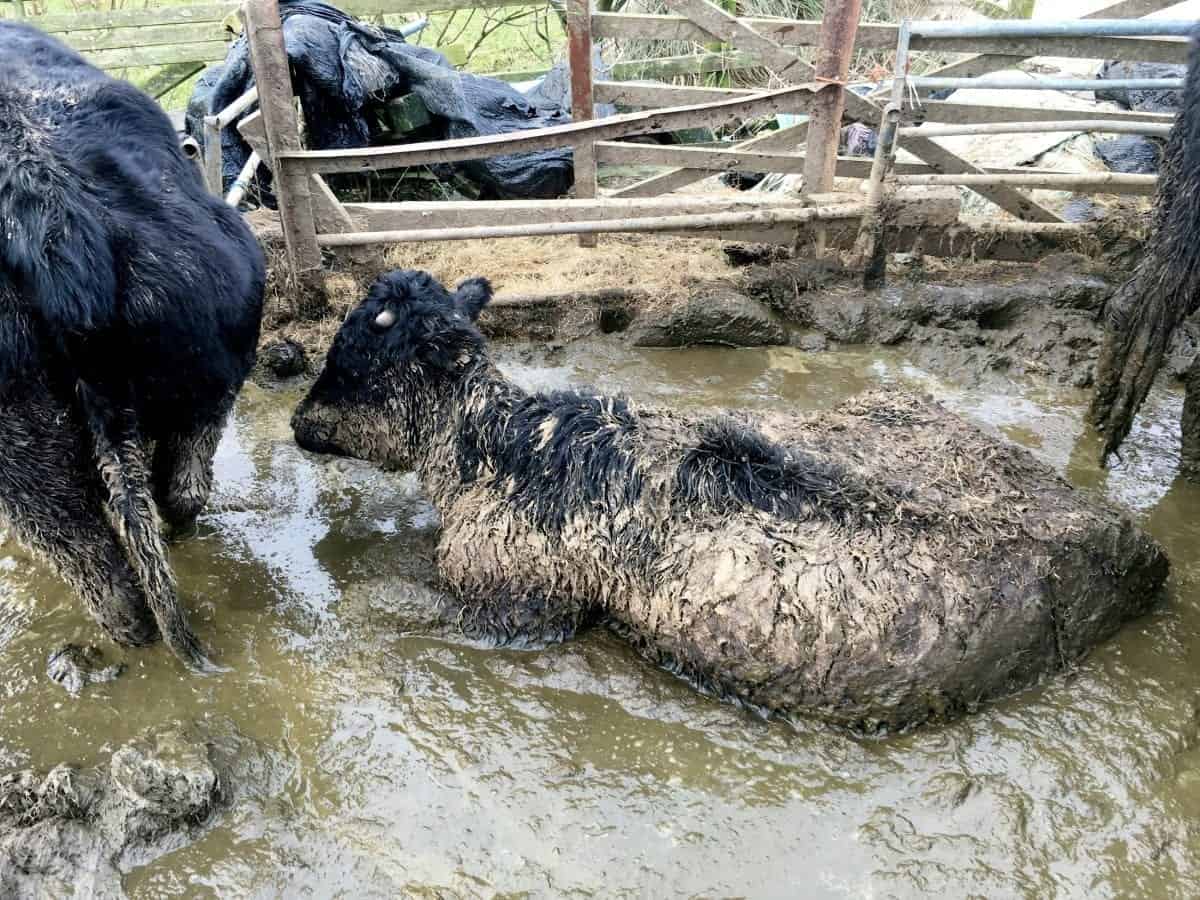 Farmer banned from keeping animals after cows were found “drowning in muck”