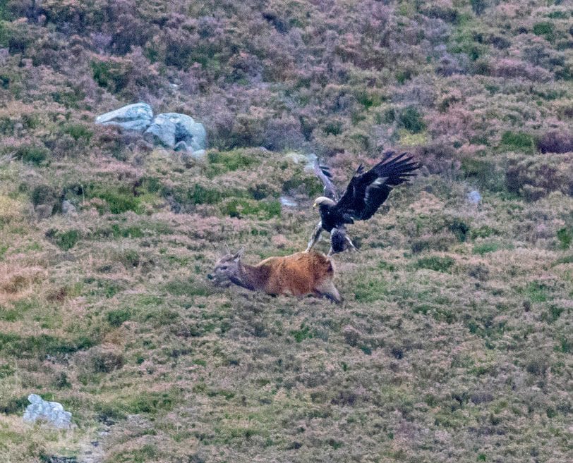 WHERE EAGLES DEER – Moment a golden eagle swooped on its prey – a DEER