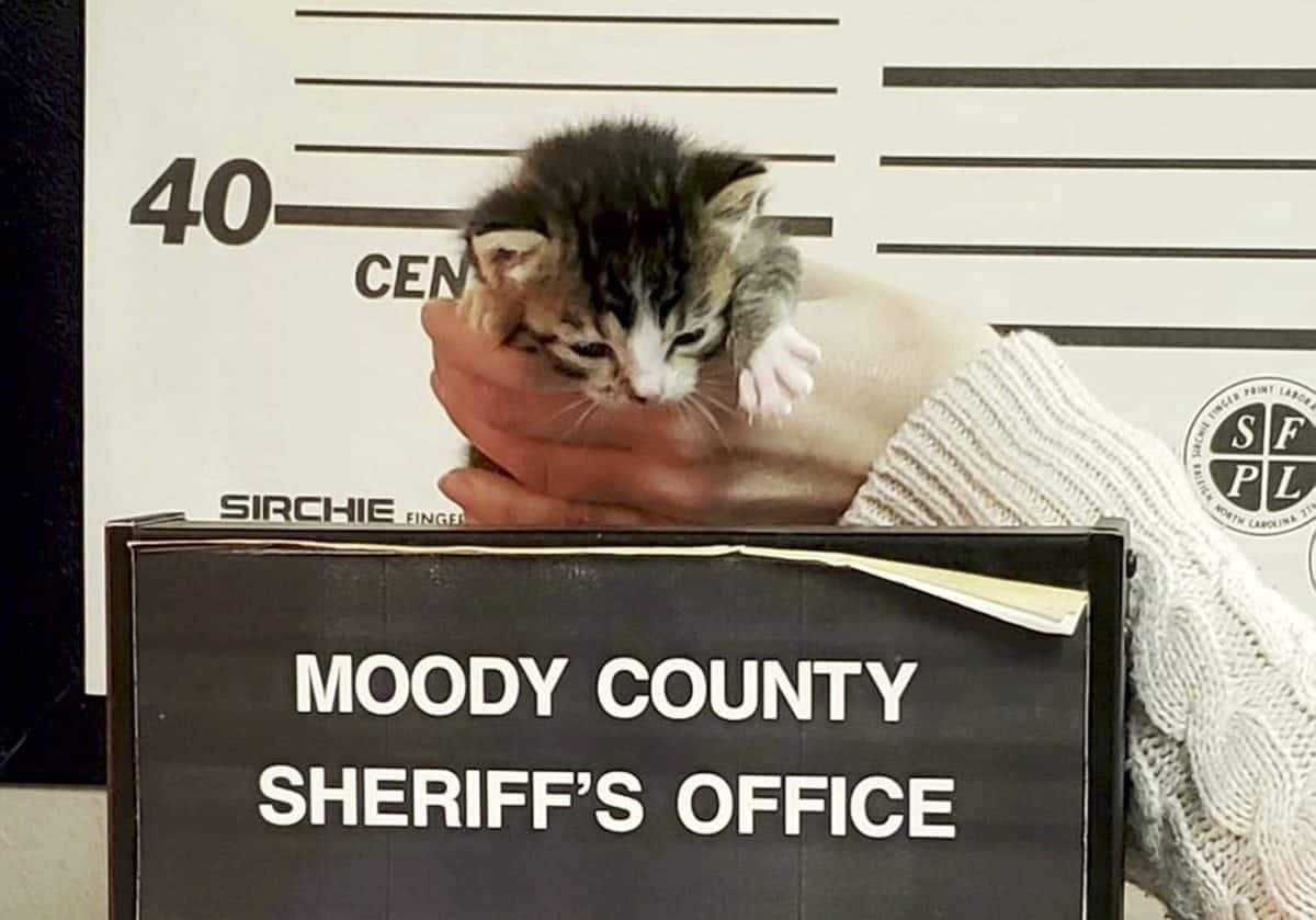 Meet Felony, the criminally cute abandoned kitty who posed for her own mugshot.