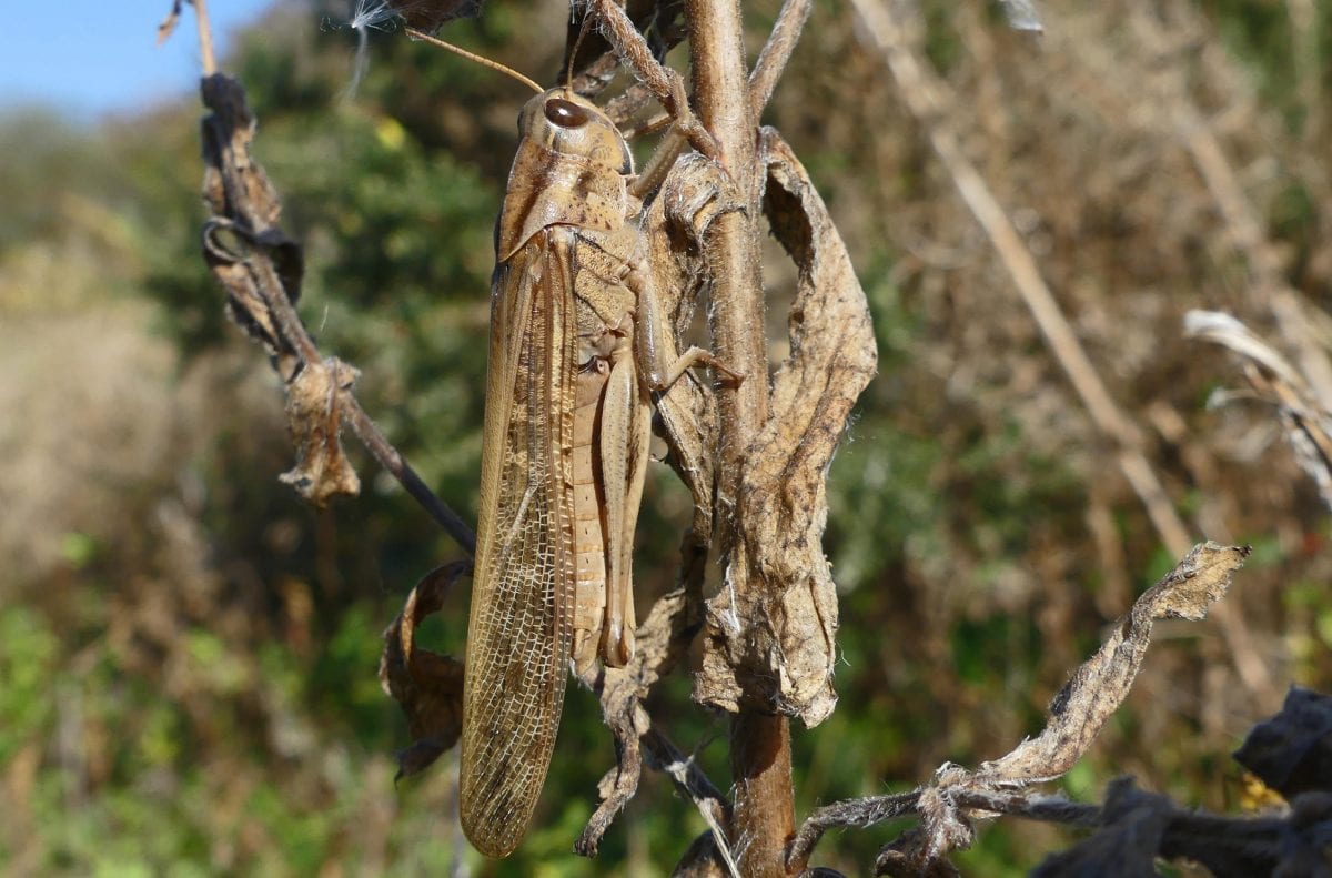 Rare sight of a locust in UK brought on strong winds to Devon