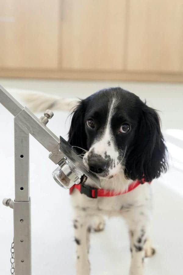 Trained dogs can sniff out malaria from a child’s dirty sock