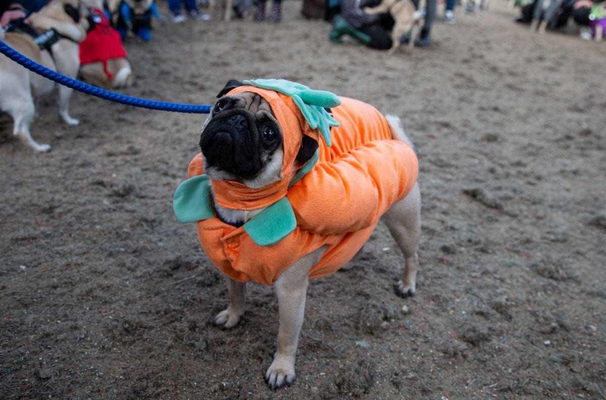 In pics – Pugs in costumes gather for Halloween themed Pugfest