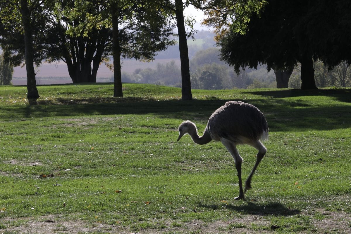 BIRDIE ON THE GREEN! Golfers shock after escaped rhea runs amok on course