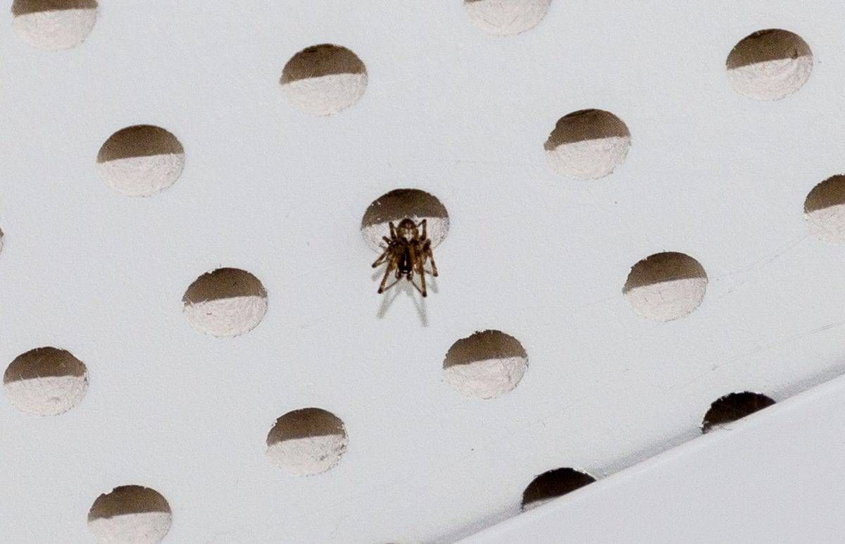 Families flee London apartment block infested with Britain’s most poisonous spiders