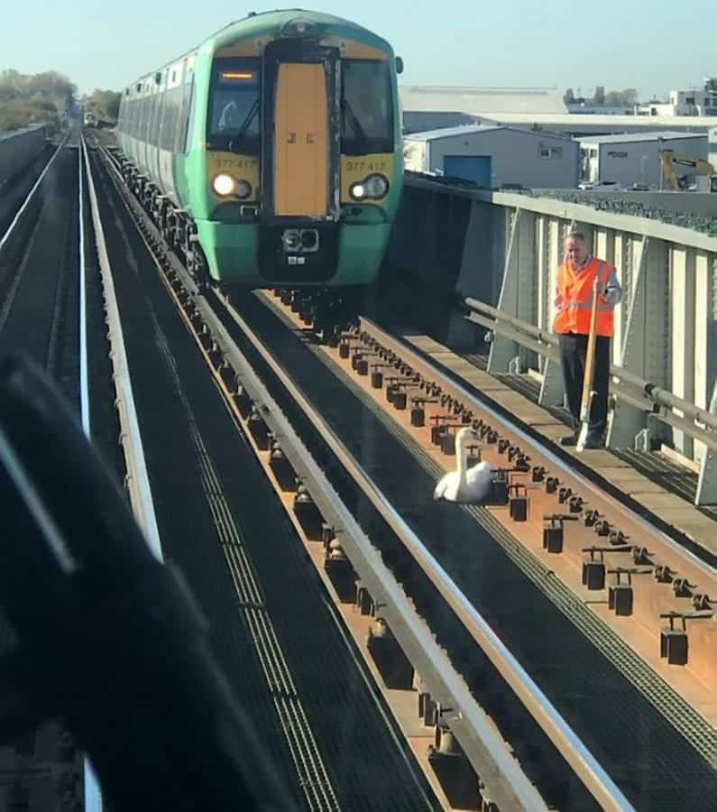 CYGNET FAILURE – ‘Very stubborn swan’ causes havoc for Southern Rail passengers