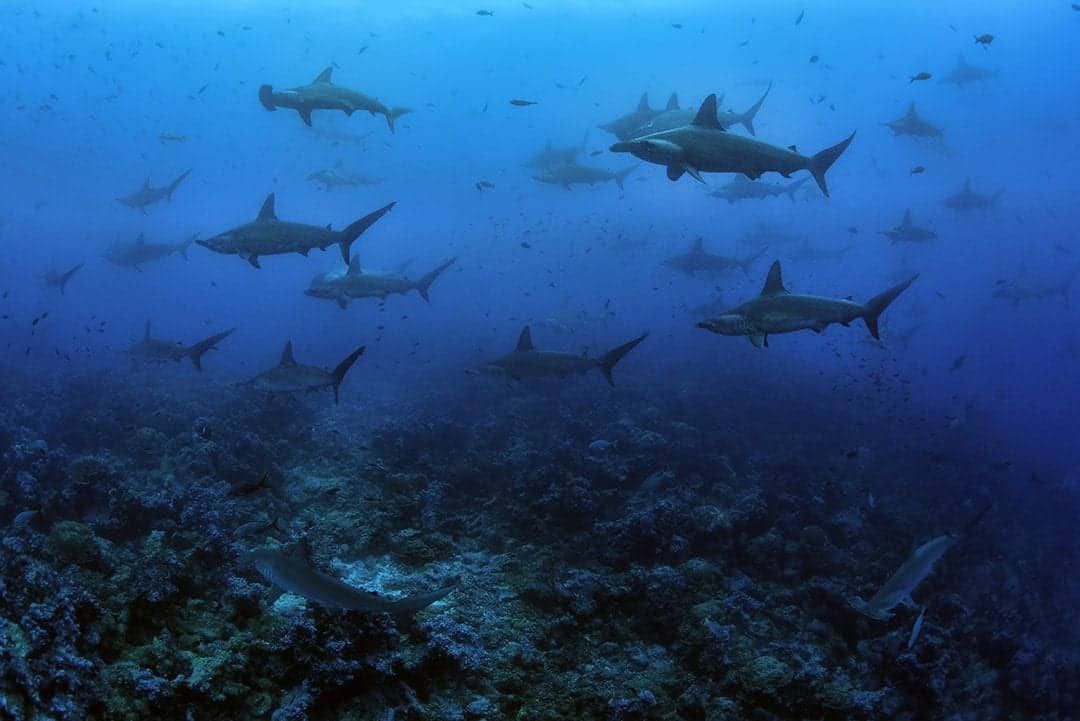 Ultrasounds & blood samples of world’s largest shark taken for first time