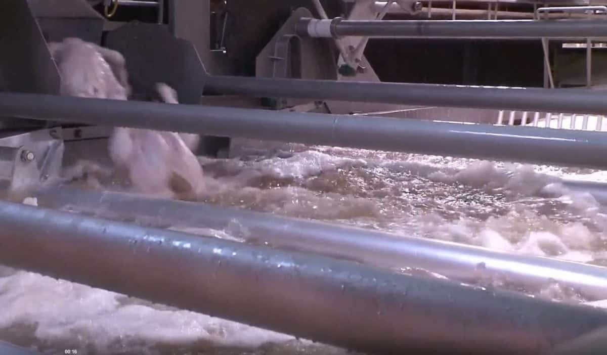 ERG Tory insists US chlorinewashed chicken is "just clean chicken"