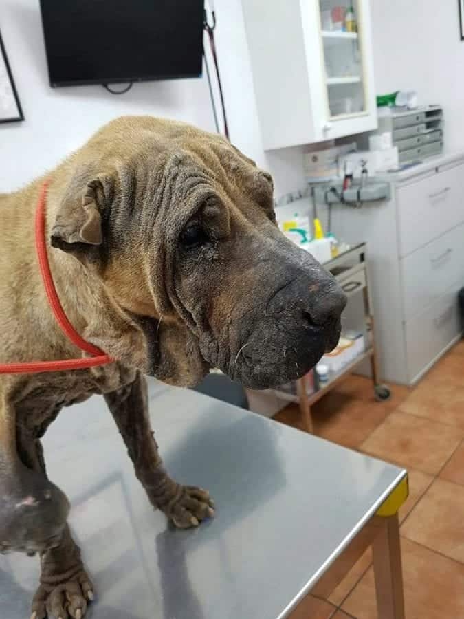 Badly neglected dog hoping to make 2,500 MILE trip to UK to start new life in time for Xmas