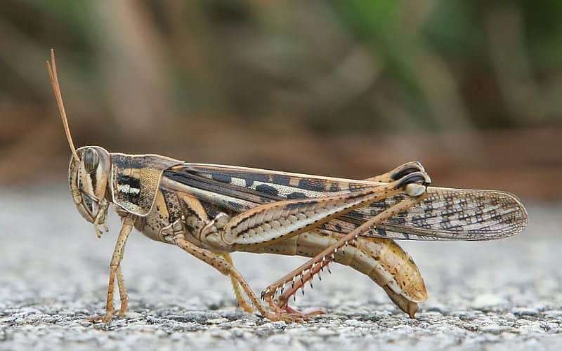 Grasshoppers, flies & other bugs could be turned into biological weapons by a rogue states