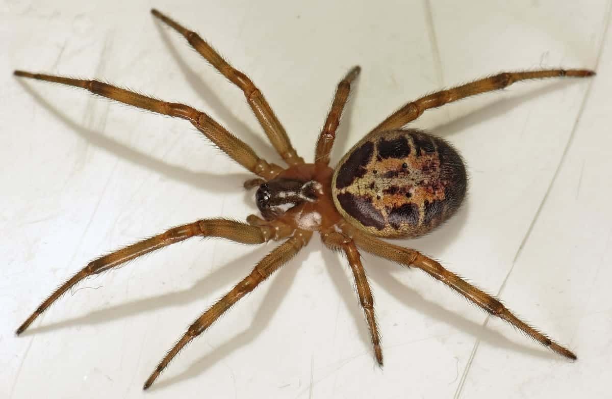 false widow spider
