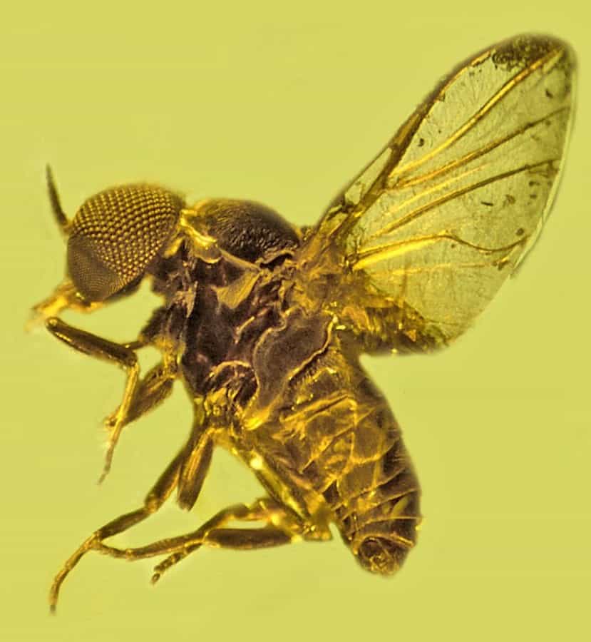Fleas & flies could have been spreading diseases such as malaria amongst dinosaurs