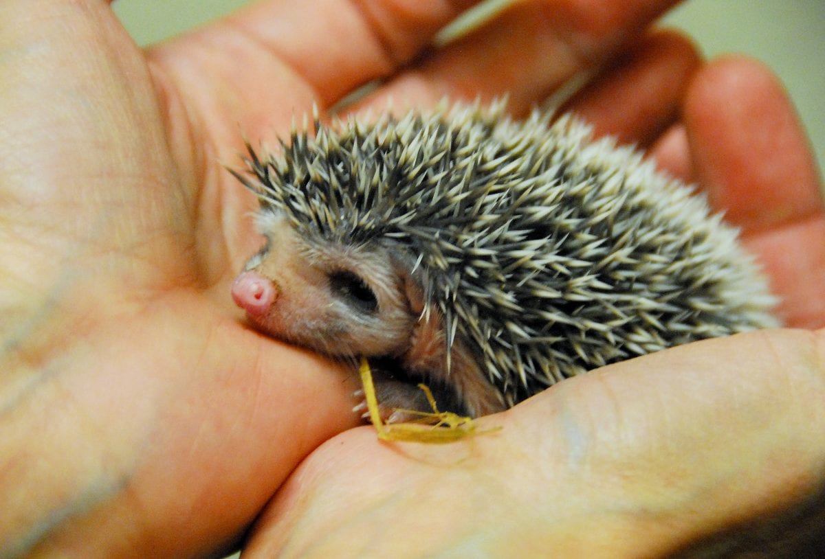 These hedgehog quintuplets will capture your heart