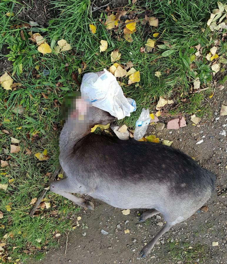Pregnant deer dies after wandering onto busy road with plastic bag stuck on its head