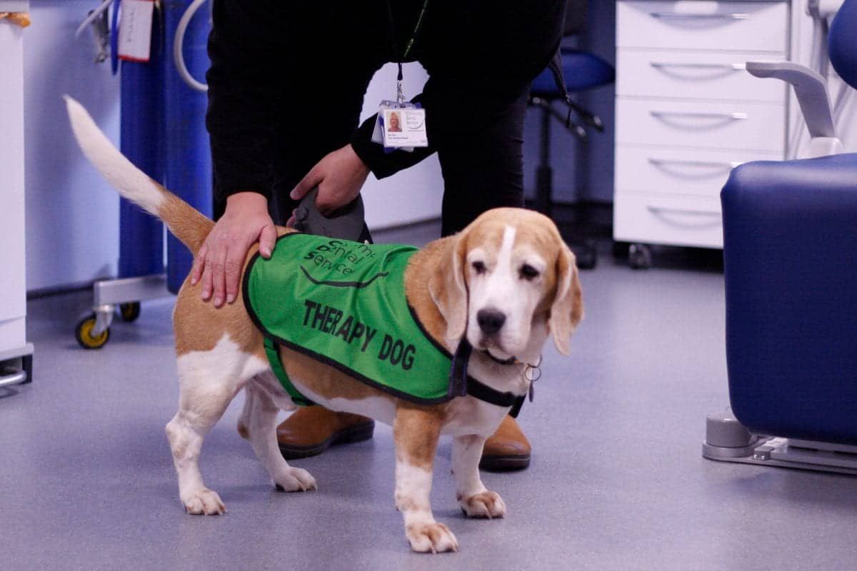 Pooch offers a paw to hold for dental patience with phobias