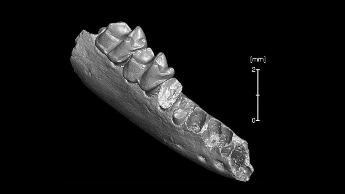 Humans could have started in the USA