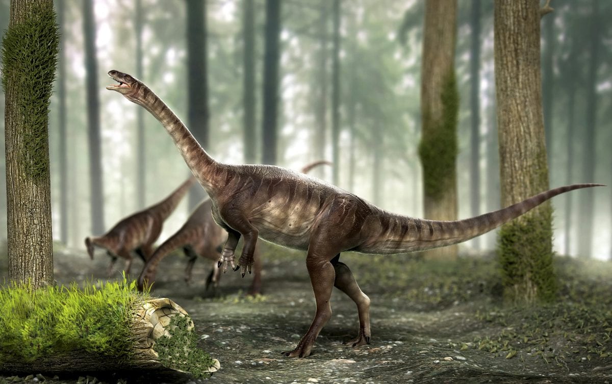 One of the earliest of the long necked dinosaurs has been dug up in Brazil