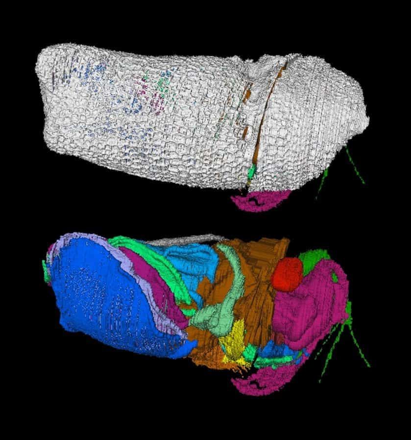 The world’s oldest respiratory system has been unearthed in Herefordshire…and it’s VERY old