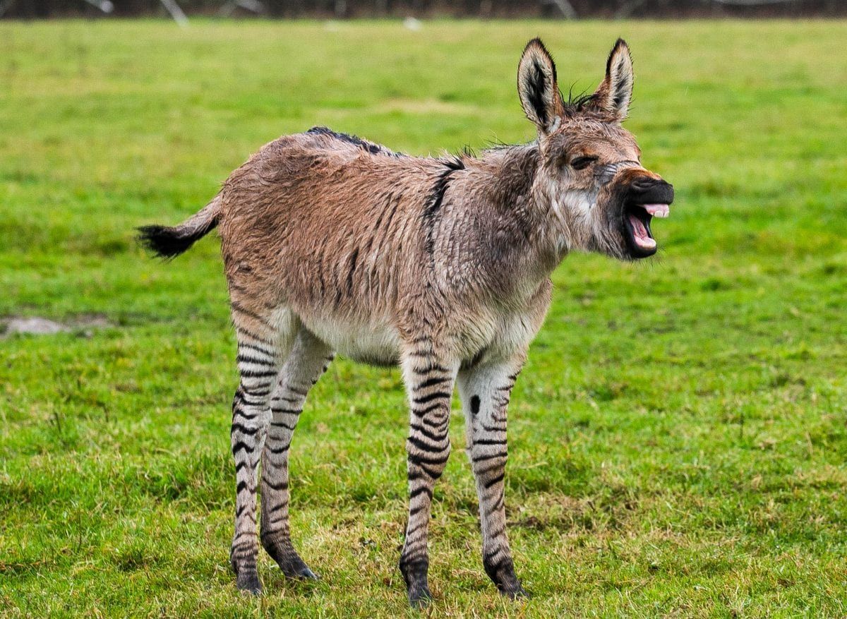 Britain’s second ever zonkey born on Somerset farm