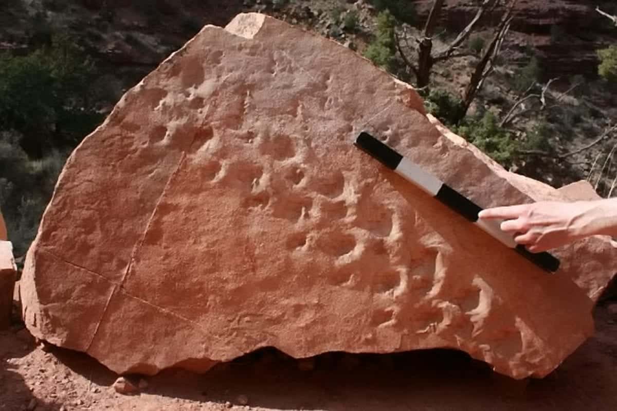 What could be the oldest footprints ever have been discovered in the Grand Canyon