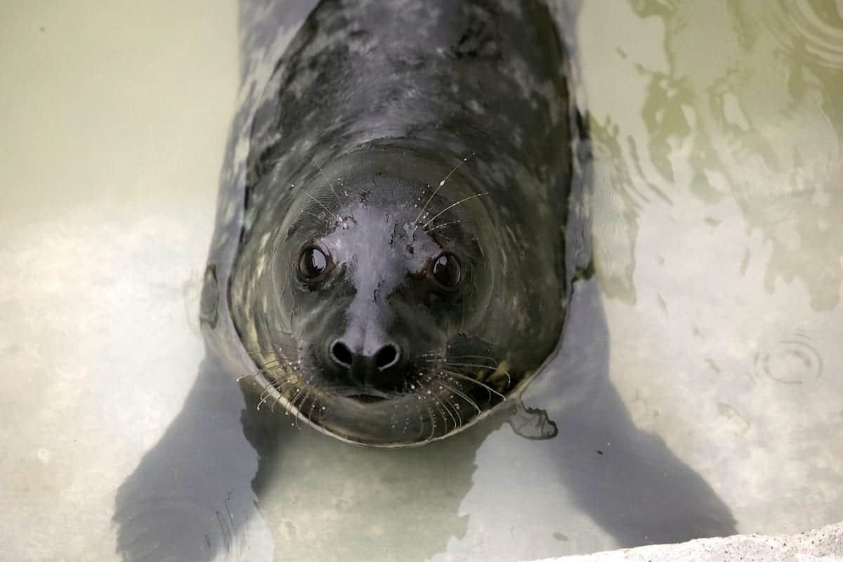 Seal pup recovering after ingesting plastic bag