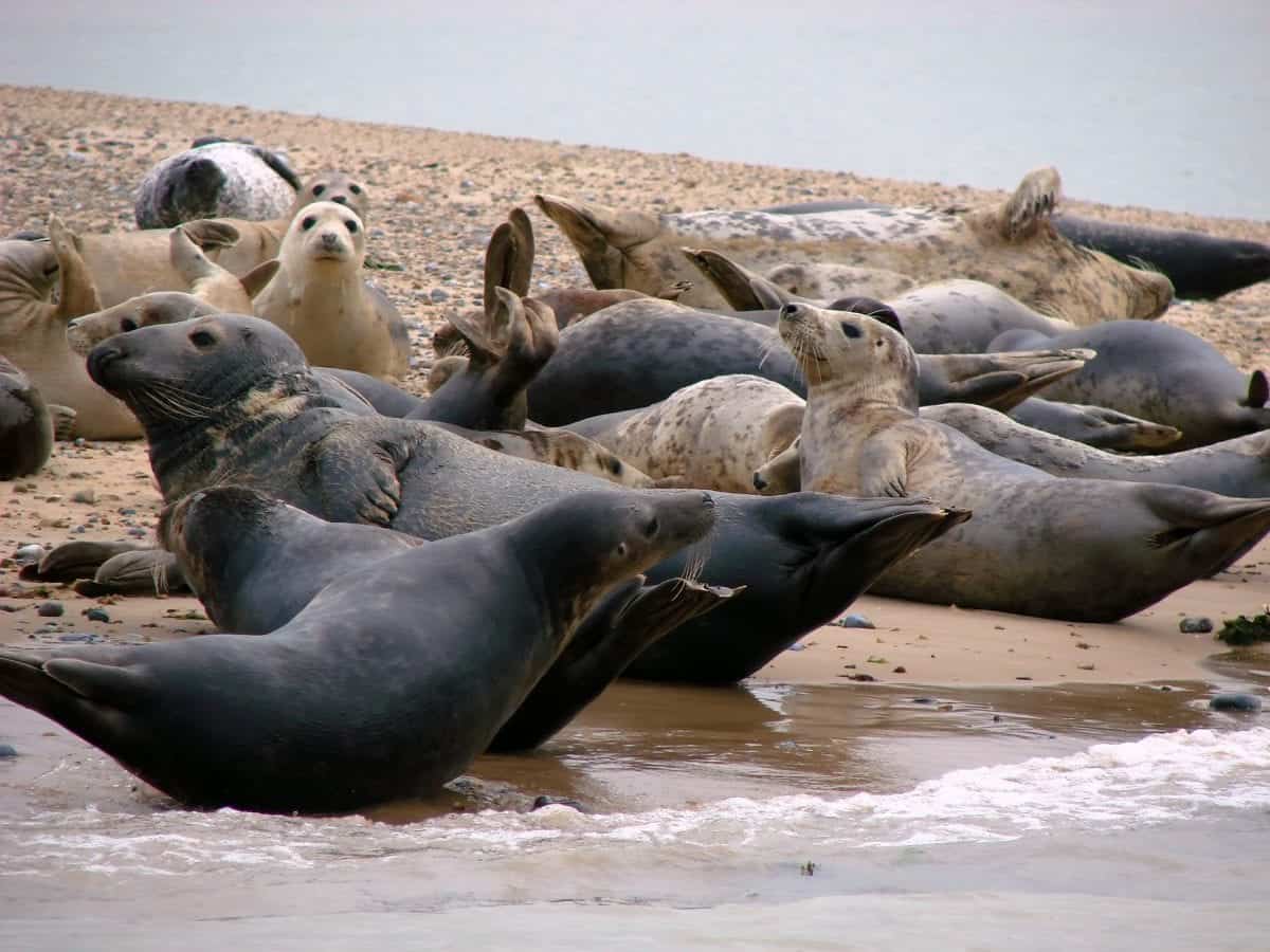 Grey seals on beach as record-breaking number of pups are expected
